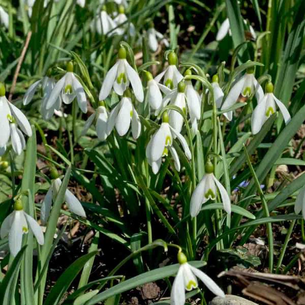 Bulbes à fleurs à planter à l'automne - Perce Neige Elwesii (x10) - face recto